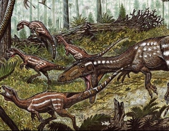 Tachiraptor