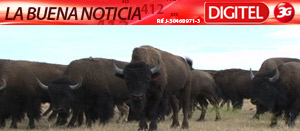 El regreso de los búfalos (Video)