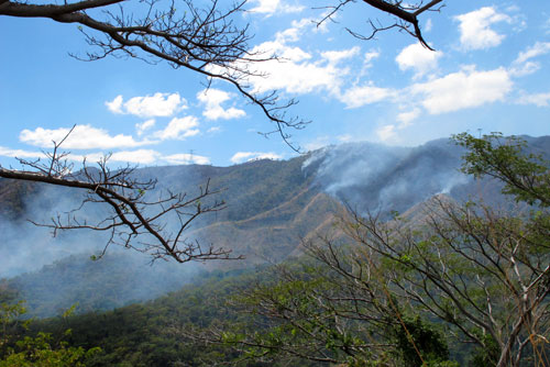 Más de 1.600 hectáreas afectadas por incendios en el Henri Pittier