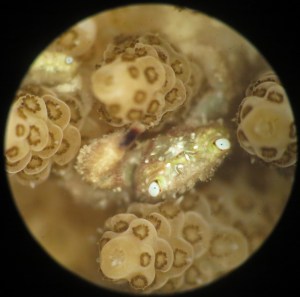 El “cangrejo peludo” que tiene virtudes profilácticas contra blanqueo del coral (Foto)