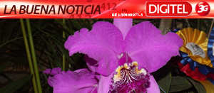 Helena, la orquídea más bella de Venezuela (Fotos)
