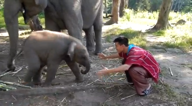 Elefante bebé más cariñoso que un perro (Video)