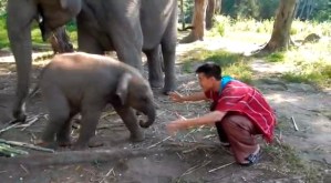 Elefante bebé más cariñoso que un perro (Video)