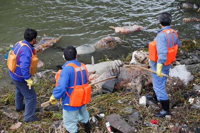 Shanghái retira casi seis mil cerdos muertos de su río principal fuente de agua