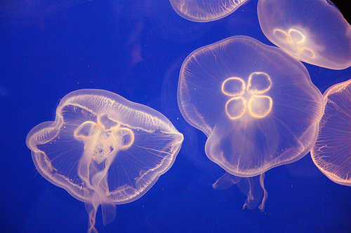 Las medusas, causa del menor número de peces en el Mediterráneo, según la FAO
