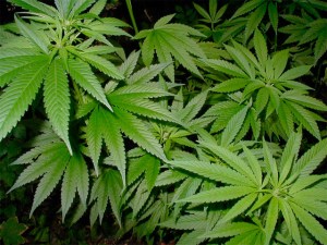 Privan de libertad a pareja por cultivo de plantas de marihuana en Mérida