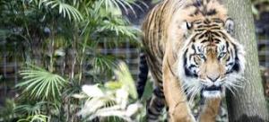 Cinco indonesios llevan 3 días subidos a un árbol amenazados por tigres
