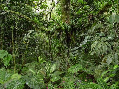 Los bosques tropicales absorberán menos CO2 debido al cambio climático