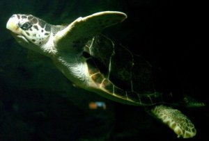 Entra en vigor reglamento para proteger las tortugas marinas en Centroamérica