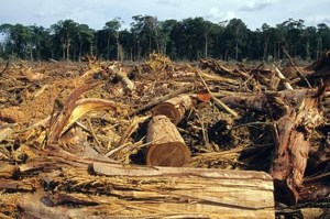 Interpol incauta 188 mil metros cúbicos de madera procedente de Venezuela