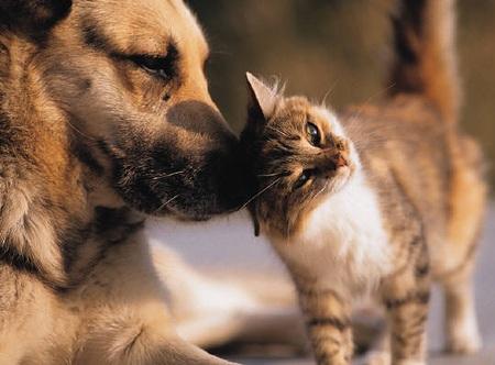 Por qué perro y gato pueden ser amigos a pesar de sus instintos