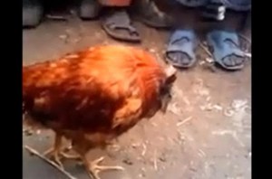 Conoce al pollo sin cabeza (Video)