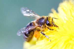 Las abejas usan una especie de piloto automático biológico para aterrizar