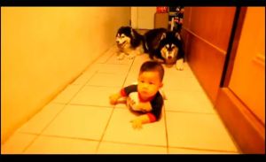 Dos perros imitan a un bebé gateando (Video)