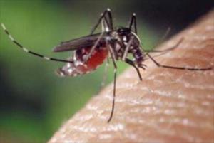 Aumento de casos de dengue pone en alerta a autoridades de salud panameñas