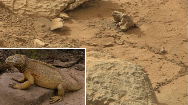 Descubren una iguana en Marte (Foto)