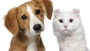 Cómo la castración mejora la conducta y la salud de perros y gatos