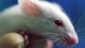 Logran revertir la pérdida de memoria en ratones con Alzheimer