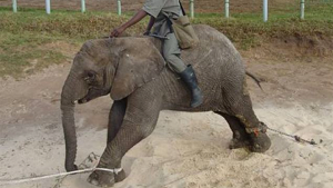 Sudáfrica enciende las alarmas por torturas a elefantes bebés (Imágenes fuertes)