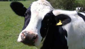 Científicos desarrollan método para convertir estiércol de vaca en agua limpia