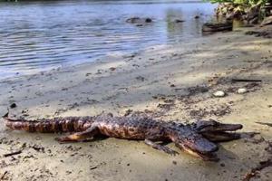 Pánico en Florida tras la aparición de un cocodrilo con dos cabezas (Foto)