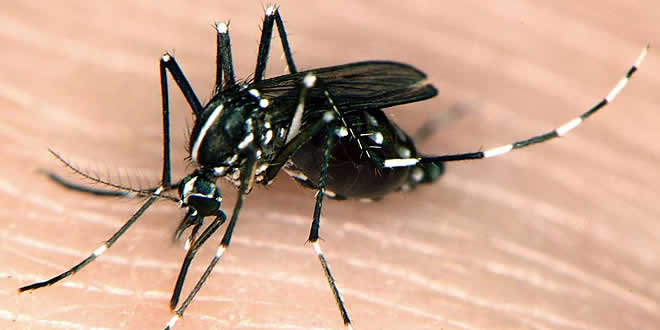 Puerto Rico declara epidemia de chikunguya