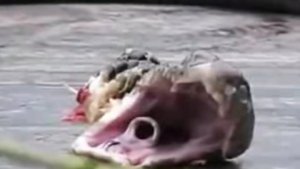 ¡Impresionante! Con su cabeza cortada, una cobra igual mordió y mató a un chef (Video)