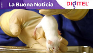 Científicos curan artritis en ratones