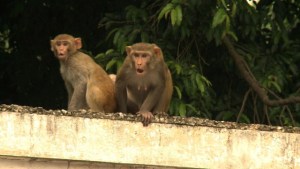 Hombres mono para alejar a los macacos (Video)