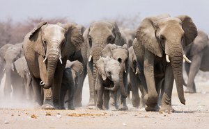 Gritar “lo siento” los salvó del ataque de unos elefantes