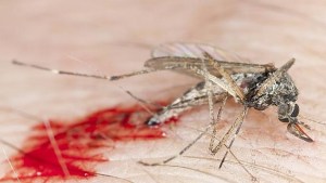 Aumentan casos de chikungunya en Barlovento