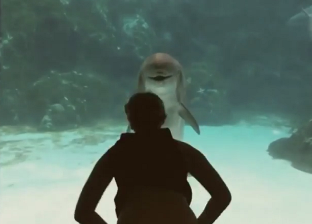 Delfín rie cuando una gimnasta baila (Video)