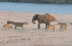 Bebé elefante sobrevive al ataque de 14 leonas (ingenioso el elefantico + video)