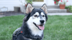 Conoce a Derby, el primer perro en recibir prótesis de una impresora 3D (Video)