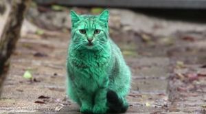 Descubren el misterio del gato verde