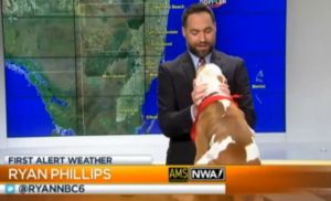 El perro que apareció en directo junto al hombre del tiempo de Miami TV (Video)