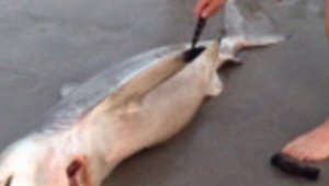 Impactante: Hacen una cesárea a un tiburón muerto en la playa (Video)