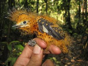 Polluelo de la Amazonía sobrevive “camuflándose” como una oruga venenosa (Fotos)