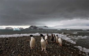 Espesor del hielo en la Antártida se redujo casi 20% entre 1994 y 2012