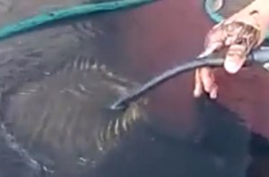 El agua en Guacara sale oscura y hedionda tanto que parece petróleo (video)