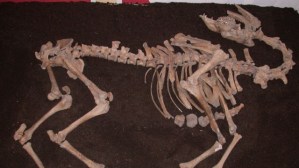 Hallan en Austria el esqueleto completo de un camello del siglo XVI