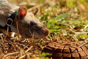 Parodia de los Nobel premian un estudio sobre vida sexual de las ratas