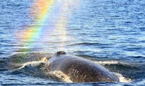 Mira desde un drone los arcoiris que forman las ballenas con sus exhalaciones (videos)