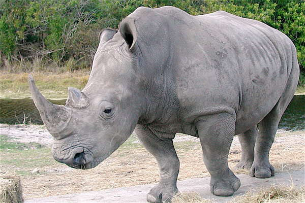 Muerte de rinoceronte blanco deja solo a cuatro vivos en el mundo