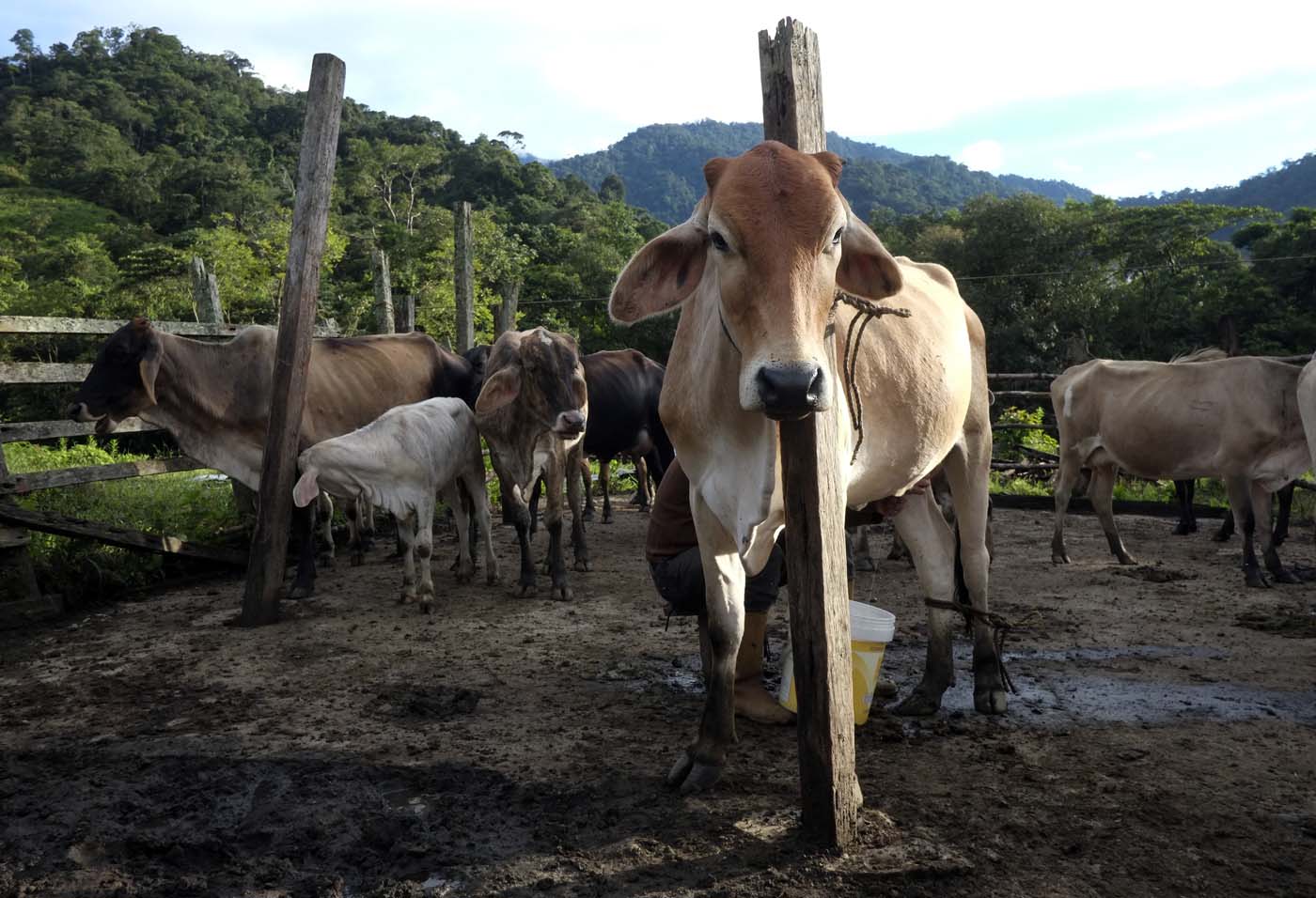 Consumo de carne en Venezuela se redujo a la mitad en 10 años, según Confagan
