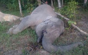 Hallan sin vida y con colmillos arrancados a Yongki, elefante indonesio protegido