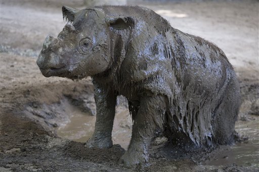 Rinoceronte de Sumatra nacido en EEUU llega a Indonesia