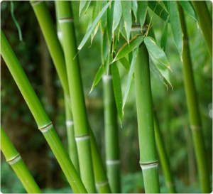 Jamaica crea una Asociación de Industria del Bambú