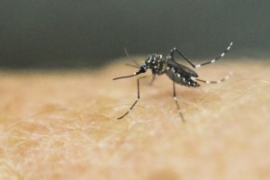 Convocan a ministros de 15 países a reunión sobre Zika en Uruguay