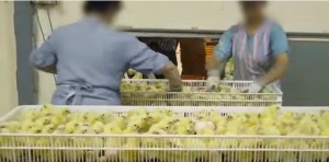 El impactante video que revela la cómo llega el pollo de la industria hasta tu mesa